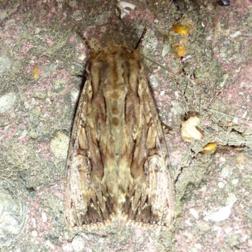 Réf. 209 048 : Apamea monoglypha
